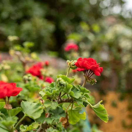 Romantica Corte Degli Estensi Феррара